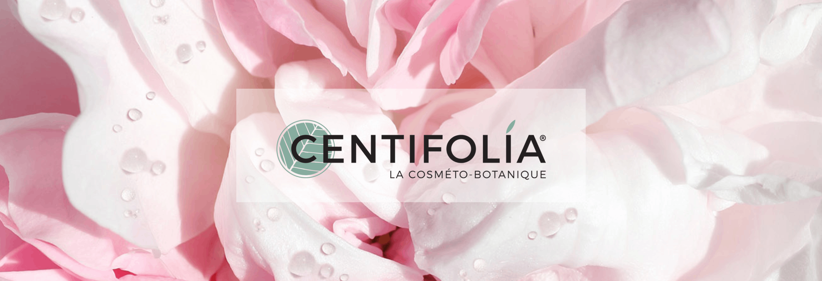 O centifolia